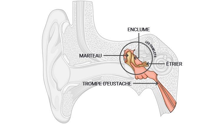L’oreille moyenne capte le son transmis par le tympan pour l’amplifier et le transmettre à l’oreille interne