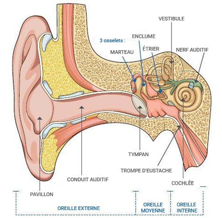 Schéma oreille - La structure externe et interne de l’oreille