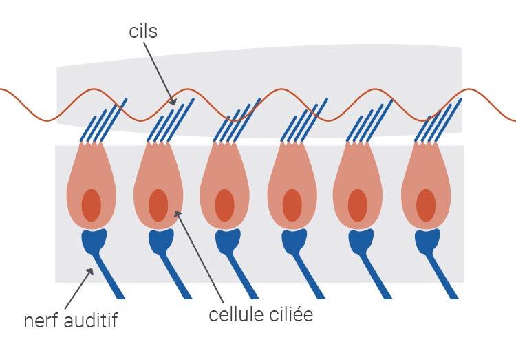 cellule ciliée en bonne santé