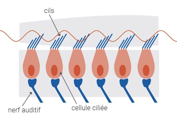 🔎 Oreille - Définition et Explications