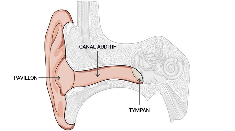 schéma oreille externe