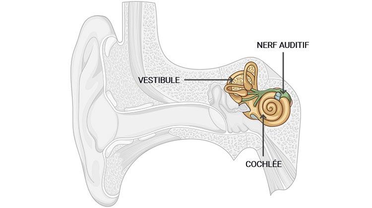 L’oreille interne transmet au cerveau le son reçu sous forme de signaux nerveux